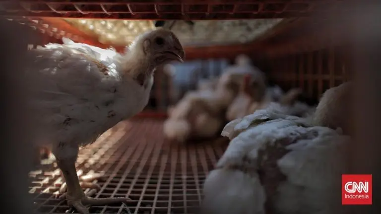 Harga Ayam Anjlok Peternak Merana Kementan Turun Tangan harga ayam anjlok peternak merana kementan turun tangan