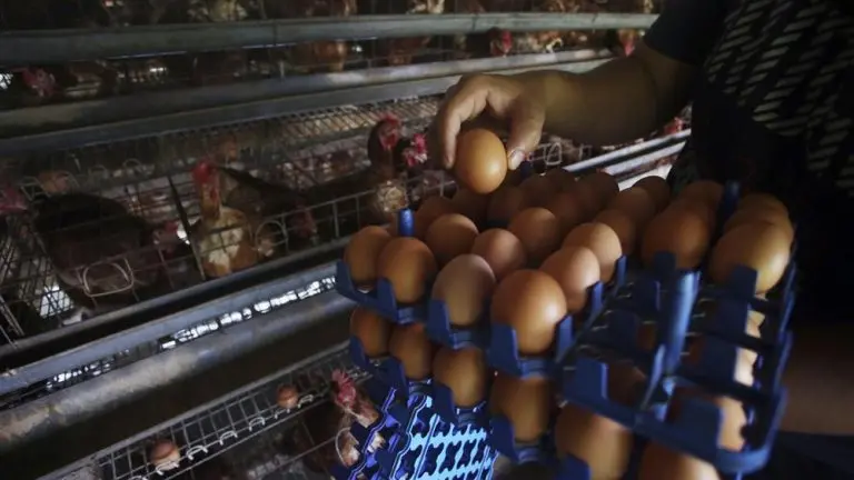 Harga Telur Anjlok Kementan Beri Jurus Pamungkas harga telur anjlok kementan beri jurus pamungkas