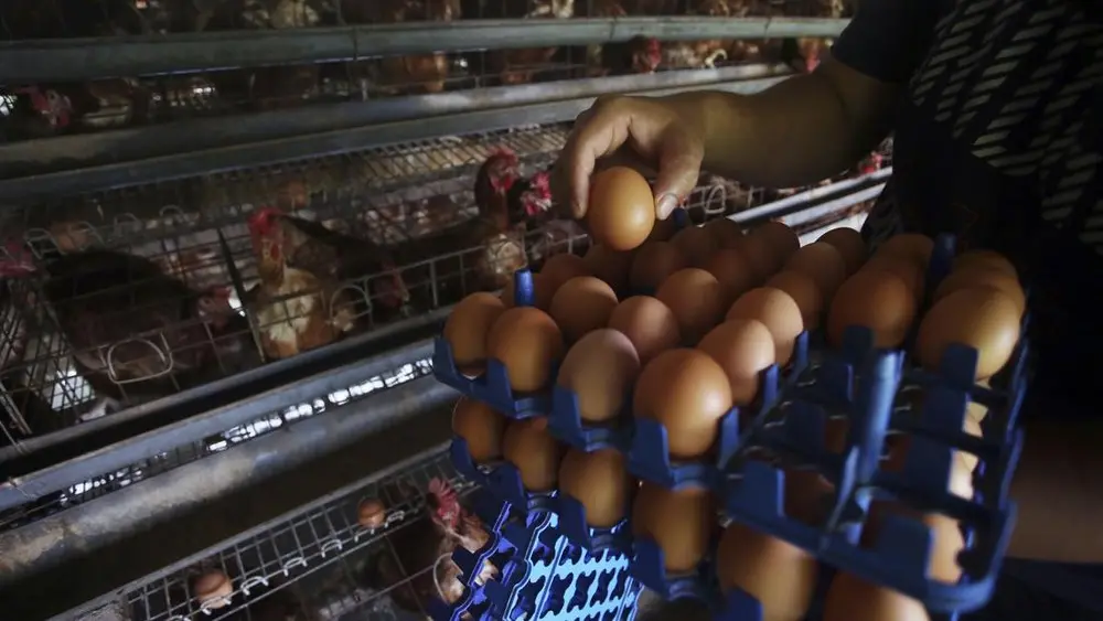Harga Telur Anjlok Kementan Beri Jurus Pamungkas 1 Harga Telur Anjlok Kementan Beri Jurus Pamungkas
