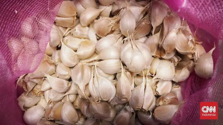 Terkuak Dana Fantastis Demi Bawang Putih Lokal terkuak dana fantastis demi bawang putih lokal