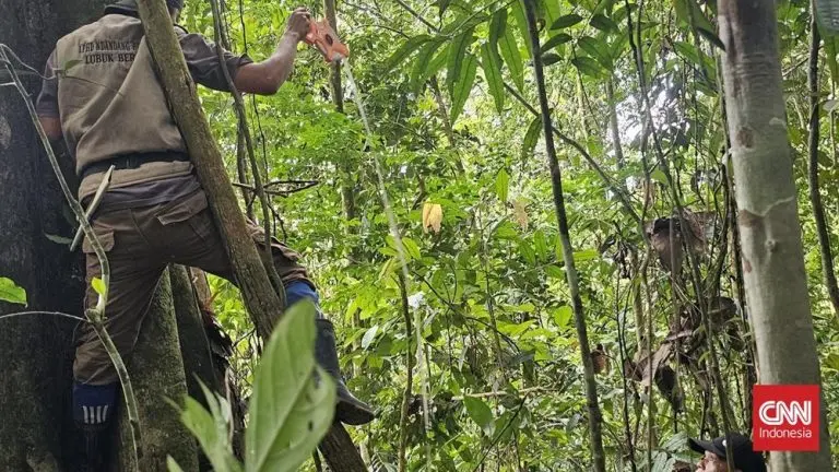 Desa Jambi Ini Kaya Raya Berkat Hutan Lestari desa jambi ini kaya raya berkat hutan lestari