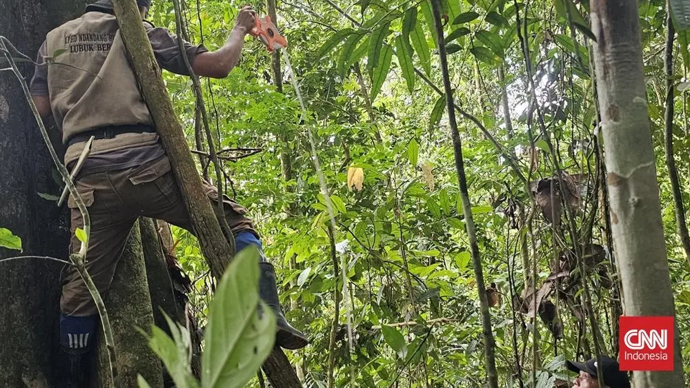 Desa Jambi Ini Kaya Raya Berkat Hutan Lestari
