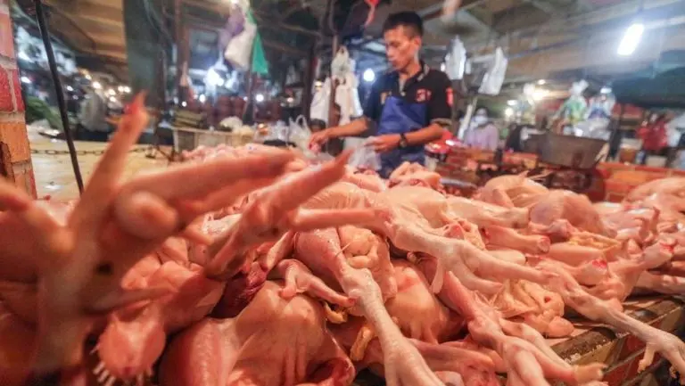 Kementan Naikkan HAP Pedagang Ayam Telur Waswas kementan naikkan hap pedagang ayam telur waswas