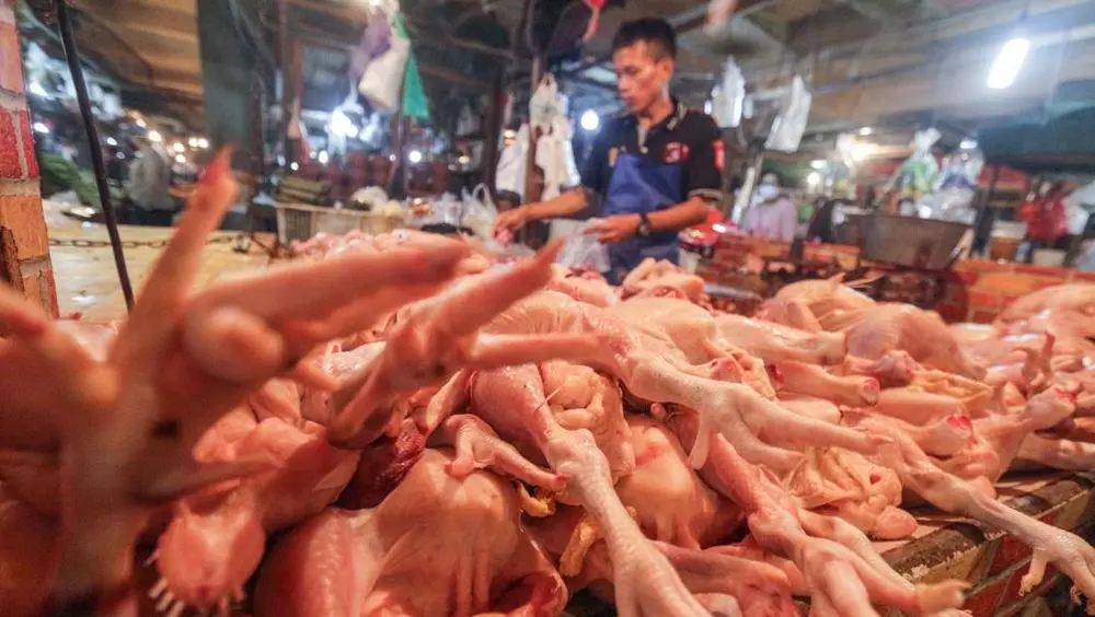Kementan Naikkan HAP Pedagang Ayam Telur Waswas 1 Kementan Naikkan HAP Pedagang Ayam Telur Waswas