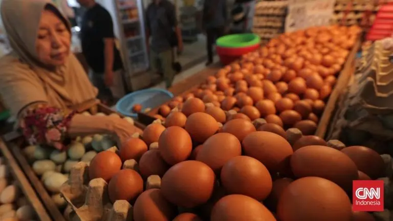 Rahasia Harga Ayam Telur Kembali Menggila rahasia harga ayam telur kembali menggila