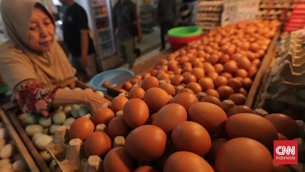 Rahasia Harga Ayam Telur Kembali Menggila