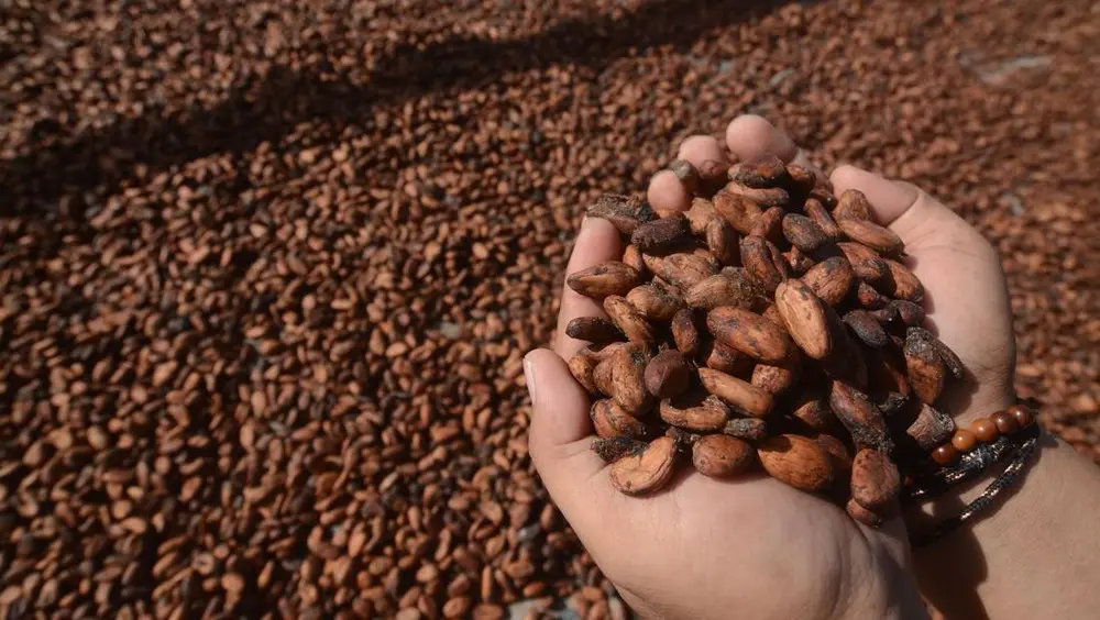 Harga Kakao Melonjak Drastis El Nino Biang Keladinya 1 Harga Kakao Melonjak Drastis El Nino Biang Keladinya
