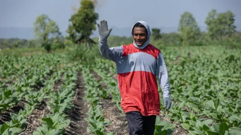 Musim Kemarau Petani Wonogiri Panen Cuan musim kemarau petani wonogiri panen cuan