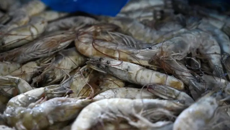 Terbongkar Udang Impor Rp405 Miliar Disita KKP terbongkar udang impor rp405 miliar disita kkp