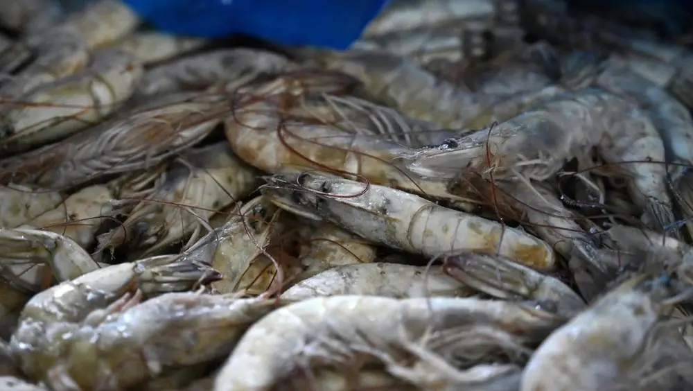 Terbongkar Udang Impor Rp405 Miliar Disita KKP
