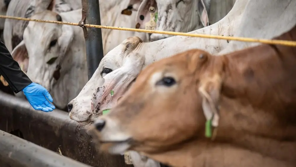Terungkap Angka Impor Sapi RI Bikin Geleng Kepala 1 Terungkap Angka Impor Sapi RI Bikin Geleng Kepala