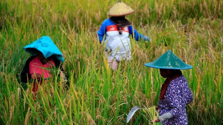 Nasib Petani Kecil Terancam Miskin nasib petani kecil terancam miskin