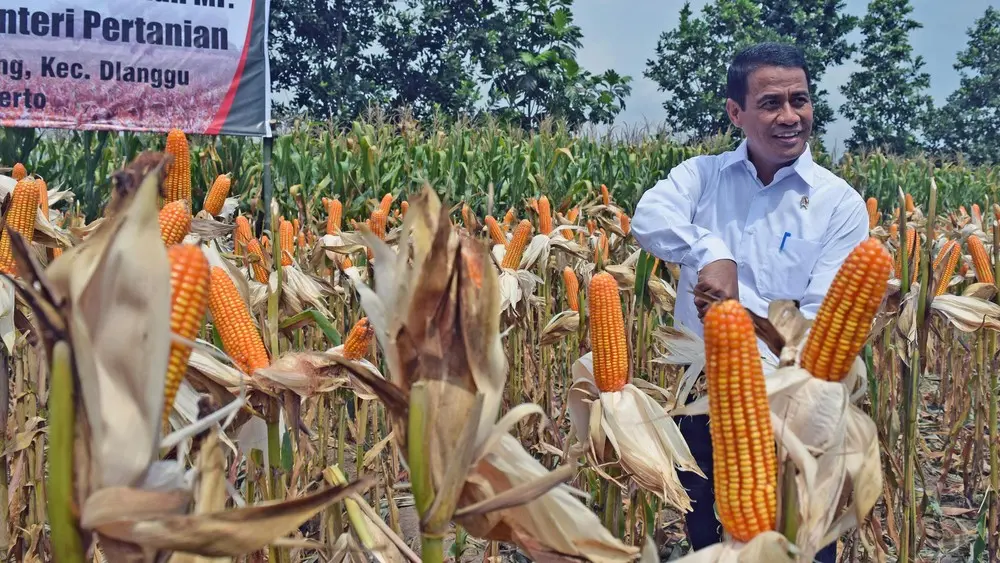 Waspada Stok Jagung Menipis Menjelang Akhir Tahun 1 Waspada Stok Jagung Menipis Menjelang Akhir Tahun